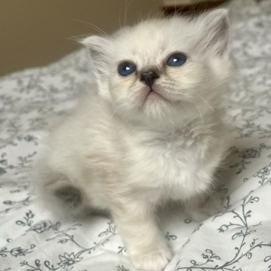 chaton Sacré de Birmanie black silver tabby BIMBO CHATTERIE DU DOMAINE DE MONTBRIEUX black silver tabby