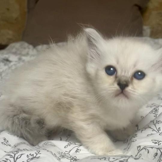 chaton Sacré de Birmanie black silver tabby BIMBO CHATTERIE DU DOMAINE DE MONTBRIEUX black silver tabby