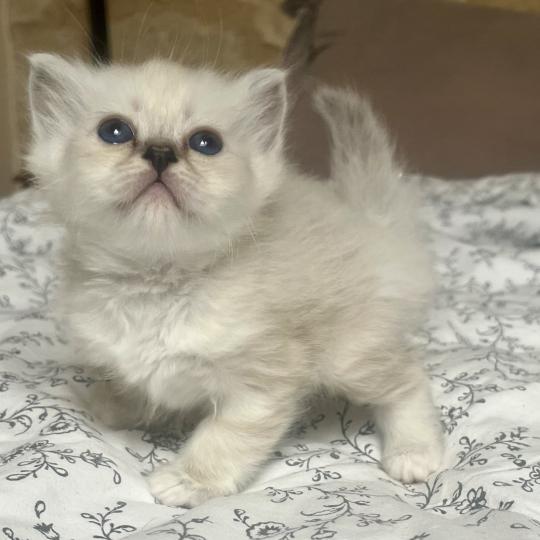 chaton Sacré de Birmanie black silver tabby BIMBO CHATTERIE DU DOMAINE DE MONTBRIEUX black silver tabby