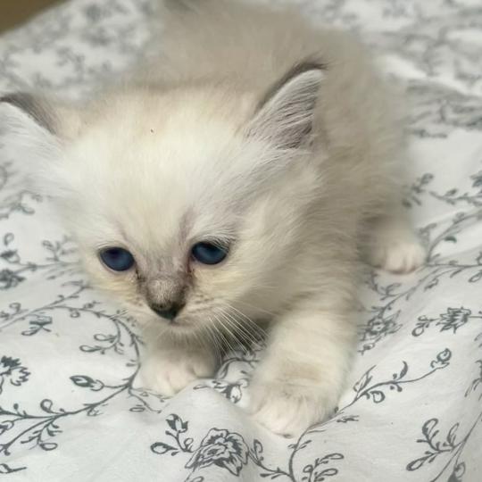 chaton Sacré de Birmanie black silver tabby BIMBO CHATTERIE DU DOMAINE DE MONTBRIEUX black silver tabby
