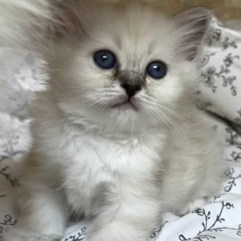 BIMBO DU NATUREL BIRMAN Femelle Sacré de Birmanie