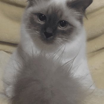 SALSA DU NATUREL BIRMAN Femelle Sacré de Birmanie