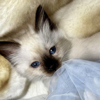 Chatons A Vendre Chat Et Chaton Com
