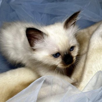 Chatons A Vendre Chat Et Chaton Com