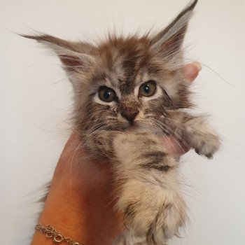Umber Kitten's Palace Femelle Maine coon