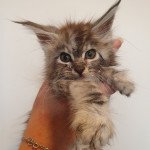 Umber Kitten's Palace Femelle Maine coon Umber Kitten's Palace Femelle Maine coon