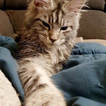 Umber Kitten's Palace Femelle Maine coon