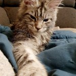 Umber Kitten's Palace Femelle Maine coon Umber Kitten's Palace Femelle Maine coon