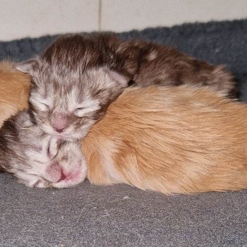 U Kitten's Palace Non défini Maine coon