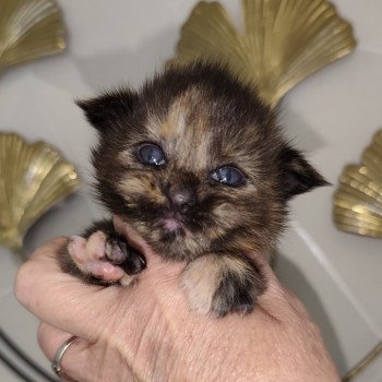 Ambre Kitten's Palace Femelle Maine coon