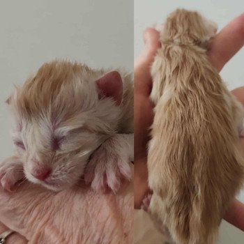 4e chaton (Portée Uranus ❤ Urban) - Mâle red smoke Mâle Maine coon