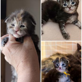 3 femelles Kitten's Palace Femelle Maine coon