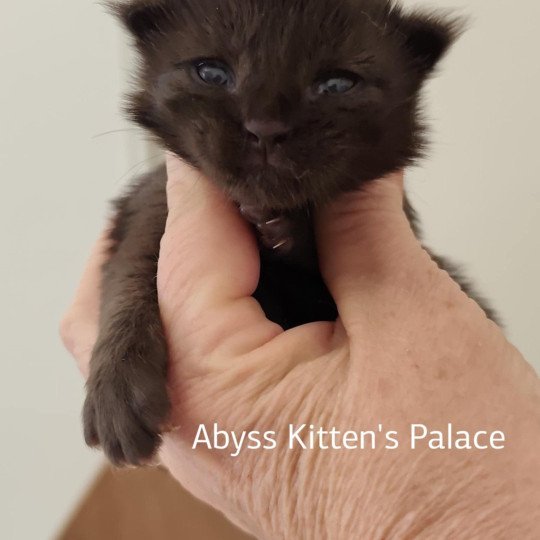 chaton Maine coon A Chatterie Kitten's Palace Elevage de Maine Coon black 