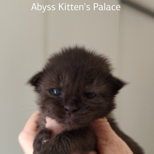 chaton Maine coon black Abyss Chatterie Kitten's Palace Elevage de Maine Coon black 