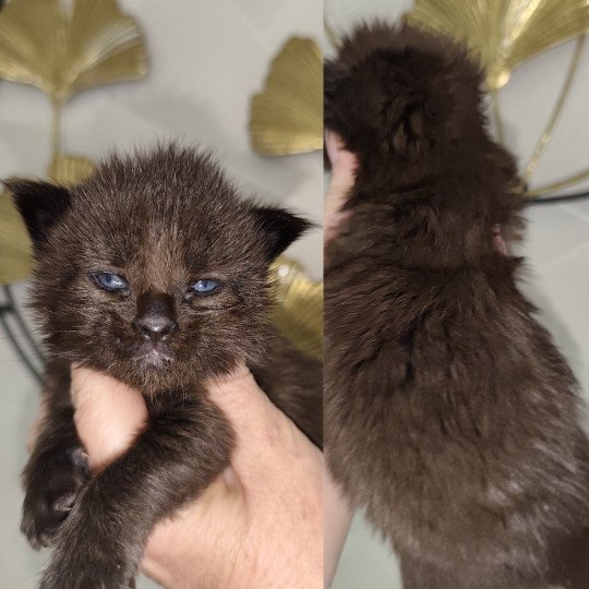chaton Maine coon black Abyss Chatterie Kitten's Palace Elevage de Maine Coon black 
