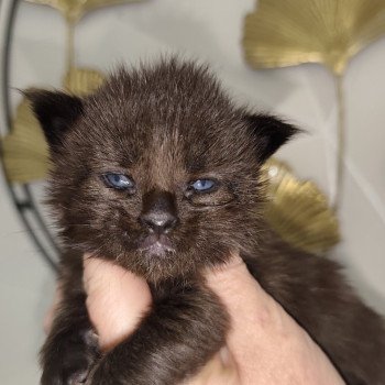 Abyss Kitten's Palace Femelle Maine coon