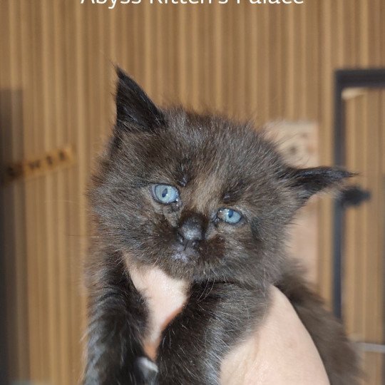 chaton Maine coon black Abyss Chatterie Kitten's Palace Elevage de Maine Coon black 