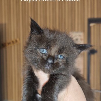 Abyss Kitten's Palace Femelle Maine coon