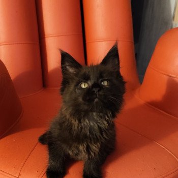 Abyss Kitten's Palace Femelle Maine coon