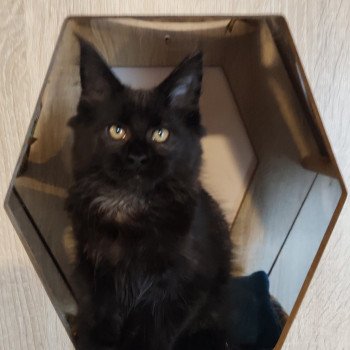 Abyss Kitten's Palace Femelle Maine coon