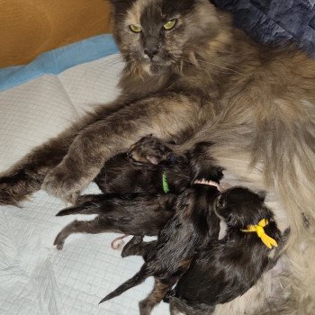 A Kitten's Palace Non défini Maine coon