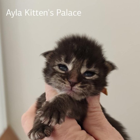 chaton Maine coon A Chatterie Kitten's Palace Elevage de Maine Coon brown tabby
