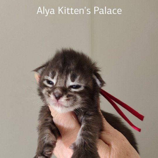 chaton Maine coon brown tabby Ayla Chatterie Kitten's Palace Elevage de Maine Coon brown tabby