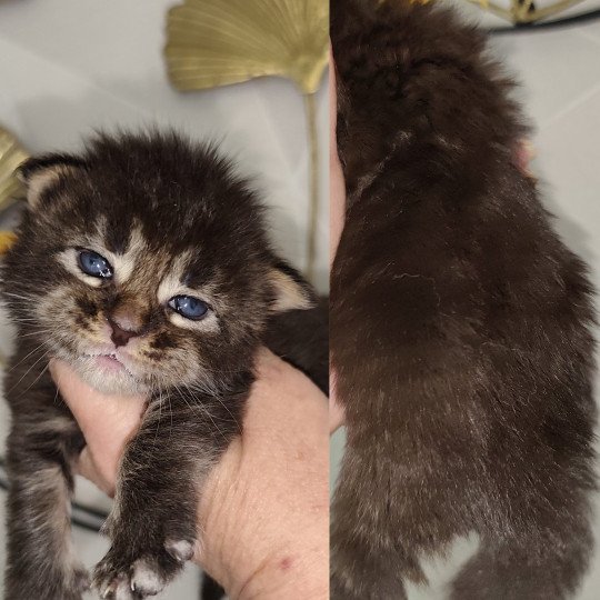 chaton Maine coon brown tabby Ayla Chatterie Kitten's Palace Elevage de Maine Coon brown tabby