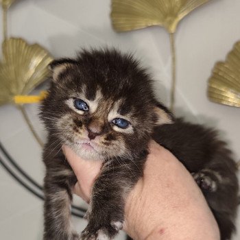Ayla Kitten's Palace Femelle Maine coon