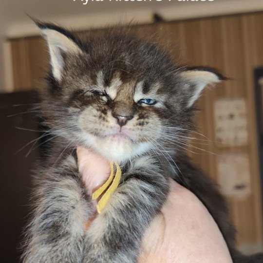 chaton Maine coon brown tabby Ayla Chatterie Kitten's Palace Elevage de Maine Coon brown tabby