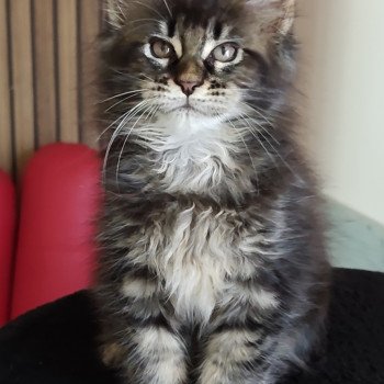 Ayla Kitten's Palace Femelle Maine coon