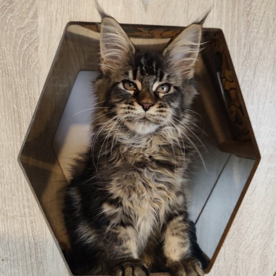 chaton Maine coon brown tabby Ayla Chatterie Kitten's Palace Elevage de Maine Coon brown tabby