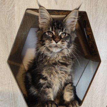 Ayla Kitten's Palace Femelle Maine coon