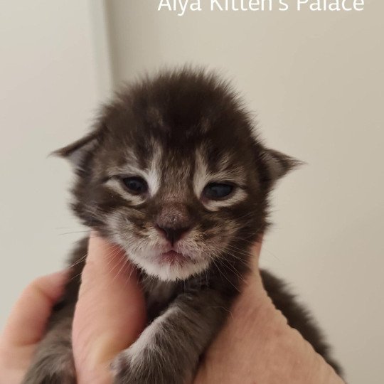chaton Maine coon Alya Chatterie Kitten's Palace Elevage de Maine Coon brown tabby