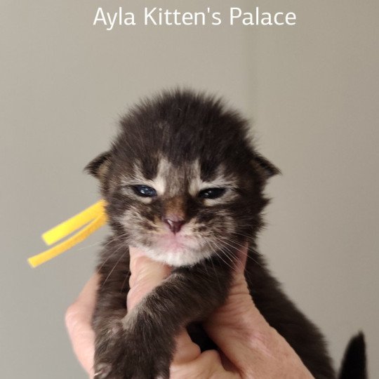 chaton Maine coon brown tabby Alya Chatterie Kitten's Palace Elevage de Maine Coon brown tabby