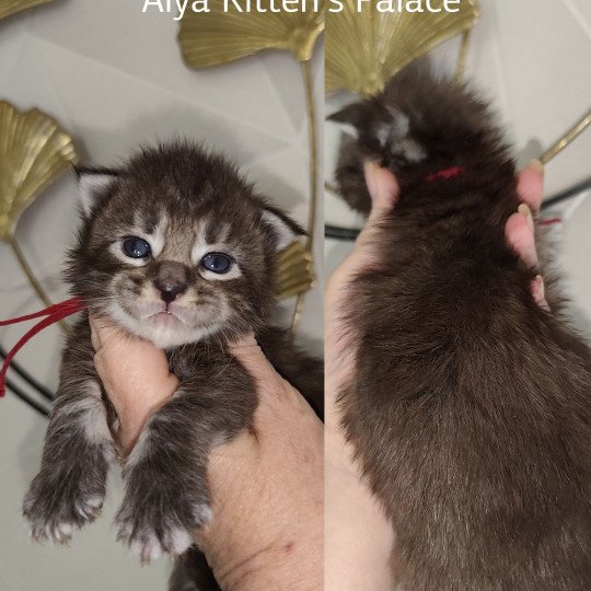 chaton Maine coon brown tabby Alya Chatterie Kitten's Palace Elevage de Maine Coon brown tabby