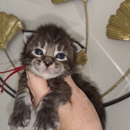chaton Maine coon brown tabby Alya Chatterie Kitten's Palace Elevage de Maine Coon brown tabby