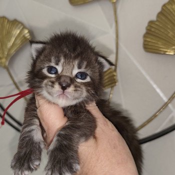Alya Kitten's Palace Femelle Maine coon