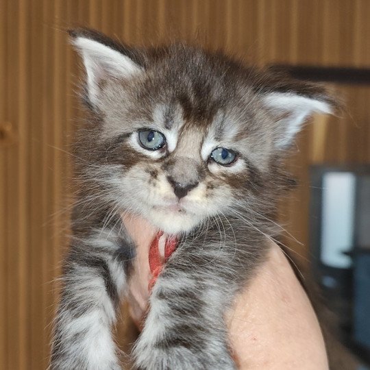 chaton Maine coon brown tabby Alya Chatterie Kitten's Palace Elevage de Maine Coon brown tabby