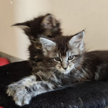 Alya Kitten's Palace Femelle Maine coon