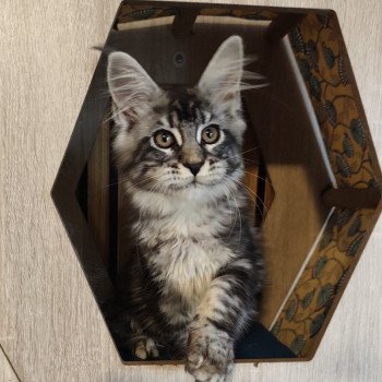 Alya Kitten's Palace Femelle Maine coon