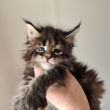 Arya Kitten's Palace Femelle Maine coon