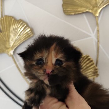 Athéna Kitten's Palace Femelle Maine coon