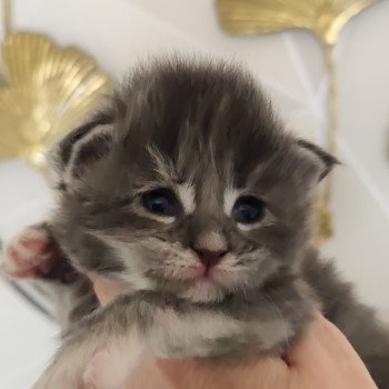 April Kitten's Palace Femelle Maine coon