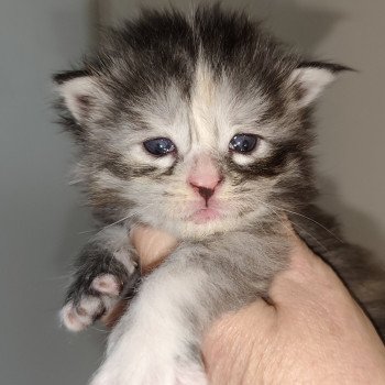Alméa Kitten's Palace Femelle Maine coon