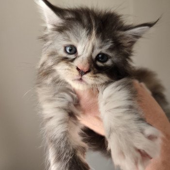 Alméa Kitten's Palace Femelle Maine coon
