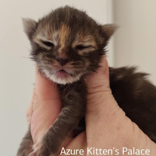 chaton Maine coon A Chatterie Kitten's Palace Elevage de Maine Coon brown tortie tabby