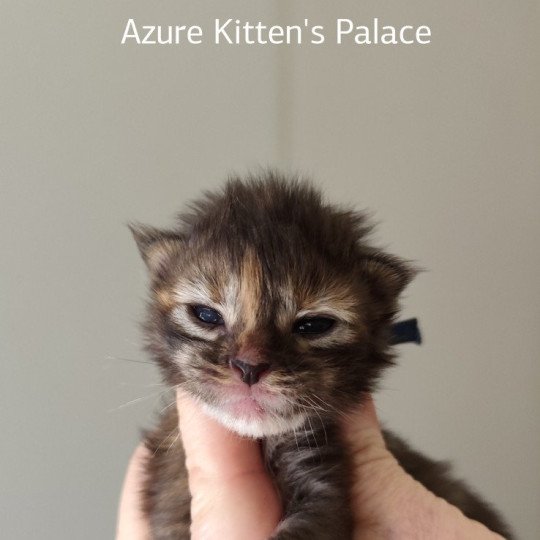 chaton Maine coon brown tortie tabby Azure Chatterie Kitten's Palace Elevage de Maine Coon brown tortie tabby