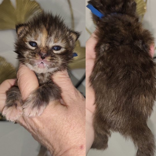 chaton Maine coon brown tortie tabby Azure Chatterie Kitten's Palace Elevage de Maine Coon brown tortie tabby