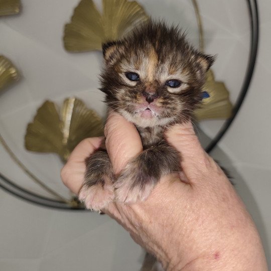 chaton Maine coon brown tortie tabby Azure Chatterie Kitten's Palace Elevage de Maine Coon brown tortie tabby